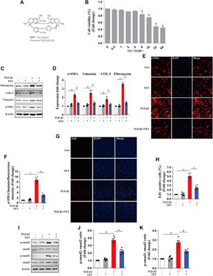 Tetrandrine Modulates Rheb-mTOR Signaling-Mediated Selective Autophagy and Protects Pulmonary Fibrosis